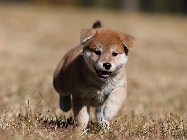 AI5I2544-puppy AI5I2544-puppy