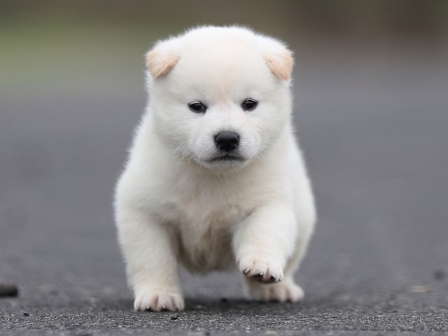 AI5I2545-puppy AI5I2545-puppy