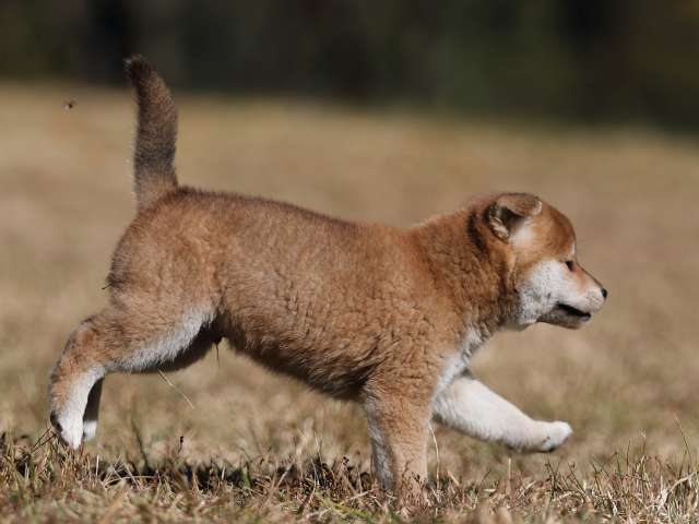 AI5I2577-puppy AI5I2577-puppy