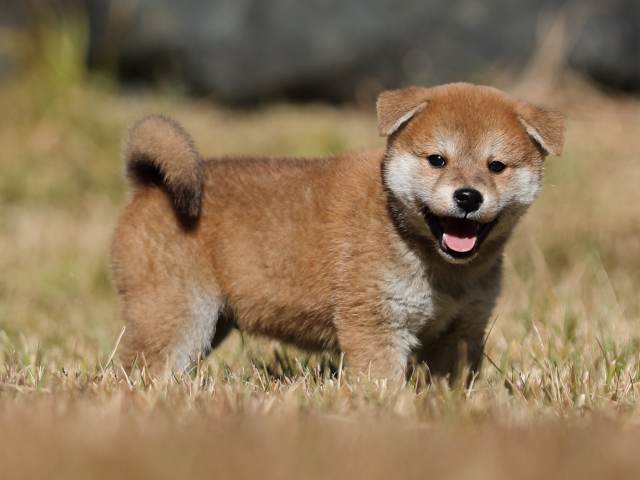 AI5I2580-puppy AI5I2580-puppy