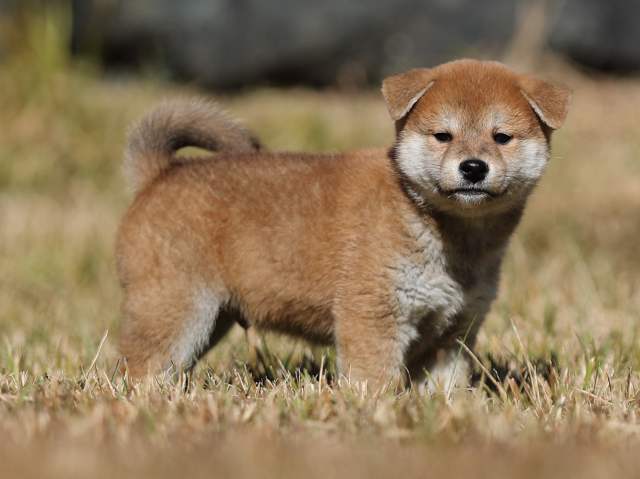 AI5I2606-puppy AI5I2606-puppy