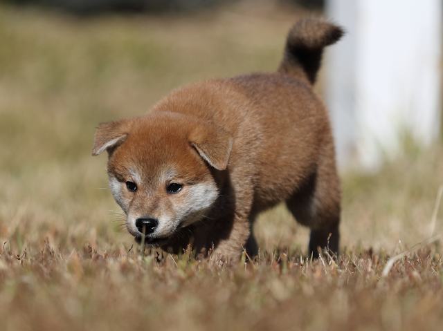 AI5I2622-puppy AI5I2622-puppy