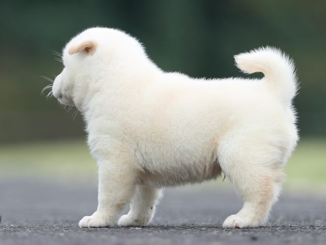 AI5I2624-puppy AI5I2624-puppy