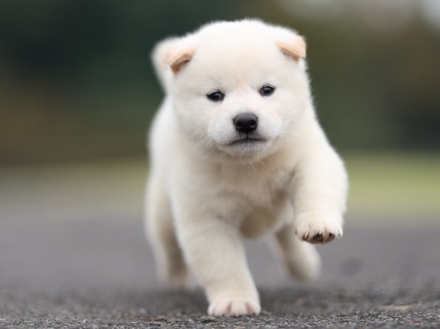 AI5I2641-puppy AI5I2641-puppy