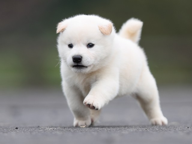 AI5I2649-puppy AI5I2649-puppy