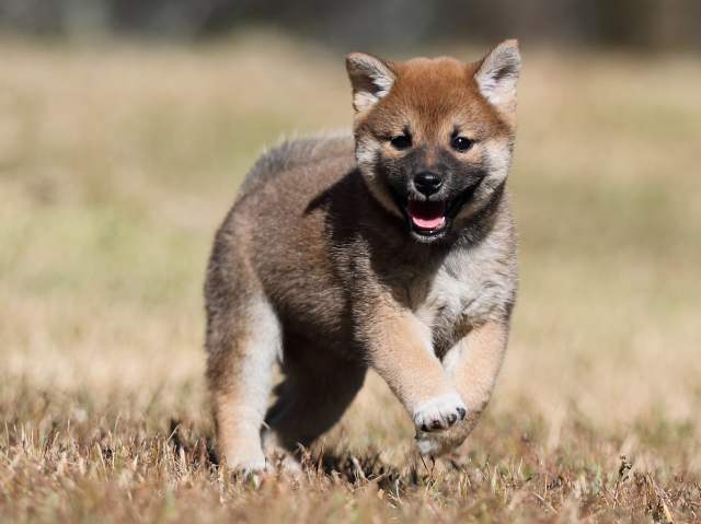 AI5I2675-puppy AI5I2675-puppy
