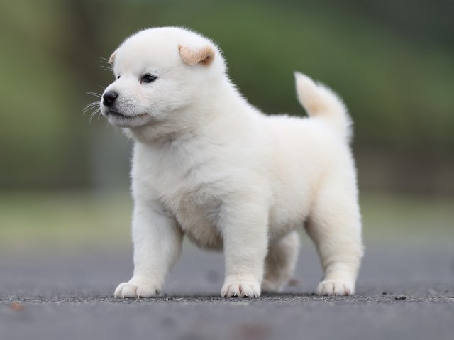 AI5I2675-puppy AI5I2675-puppy