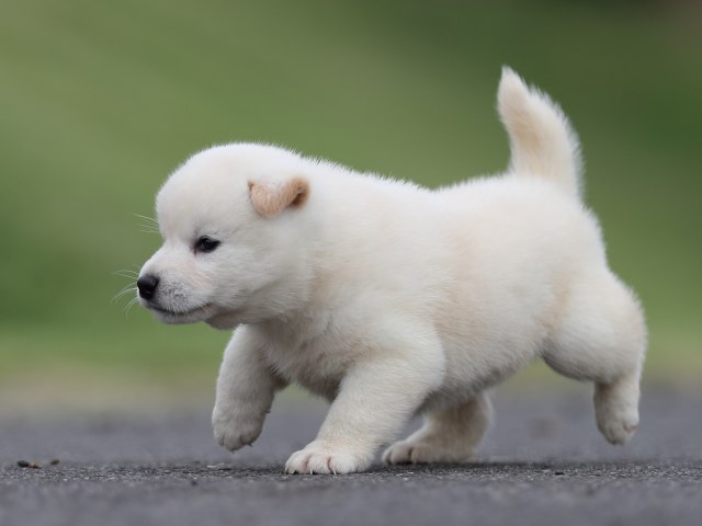 AI5I2701-puppy AI5I2701-puppy