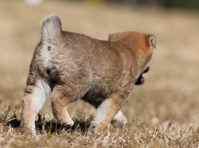 AI5I2707-puppy AI5I2707-puppy