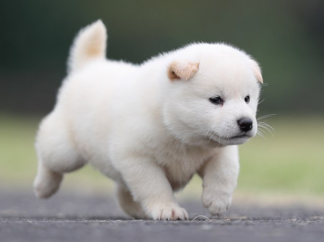 AI5I2723-puppy AI5I2723-puppy