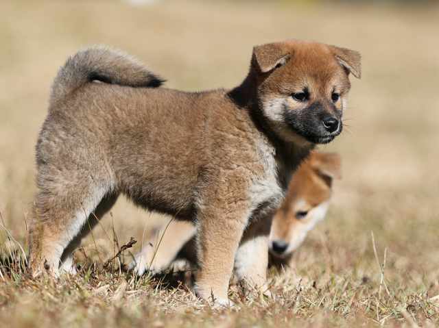 AI5I2733-puppy AI5I2733-puppy