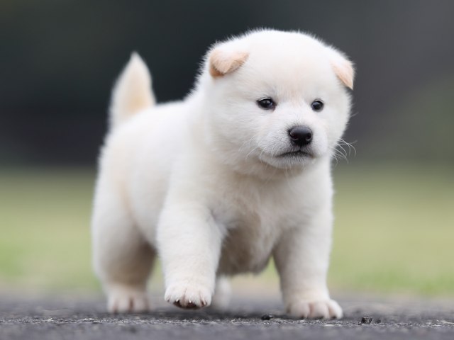 AI5I2739-puppy AI5I2739-puppy
