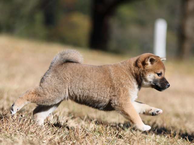 AI5I2746-puppy AI5I2746-puppy