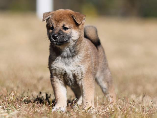 AI5I2780-puppy AI5I2780-puppy