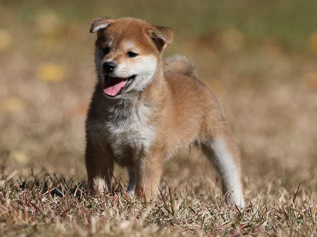 AI5I2787-puppy AI5I2787-puppy