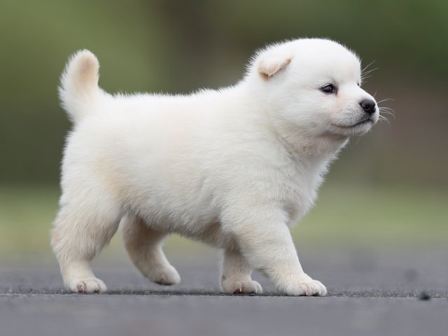 AI5I2795-puppy AI5I2795-puppy