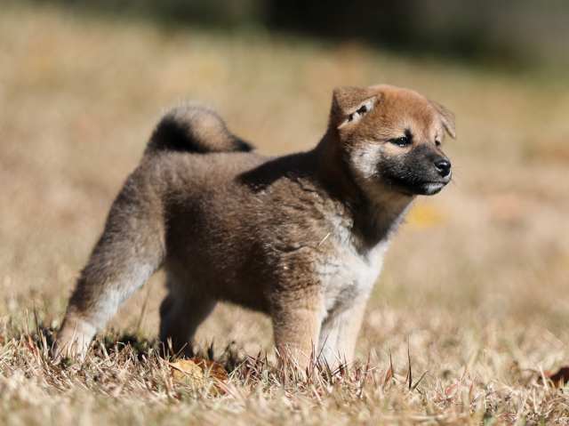 AI5I2810-puppy AI5I2810-puppy