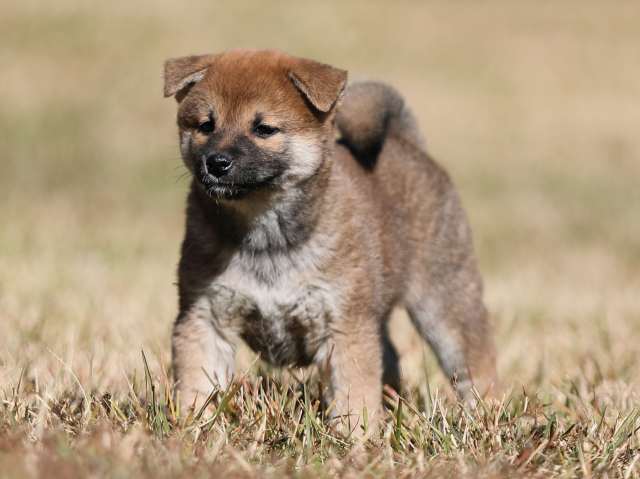AI5I2837-puppy AI5I2837-puppy