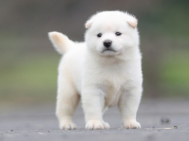 AI5I2849-puppy AI5I2849-puppy