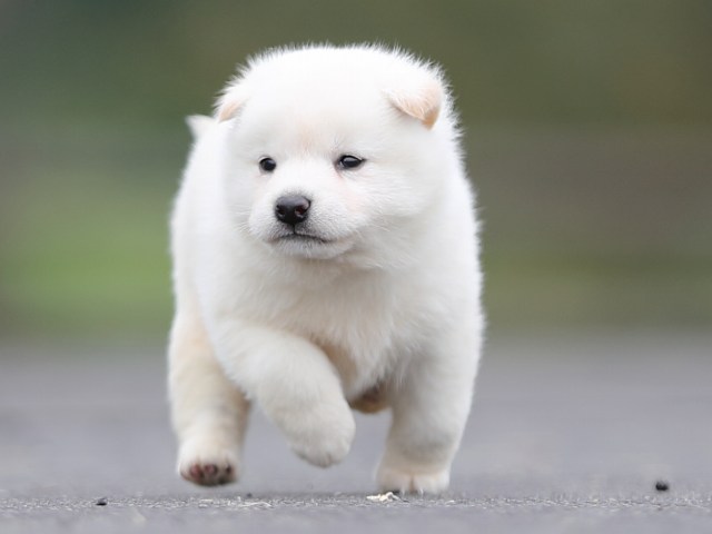 AI5I2863-puppy AI5I2863-puppy