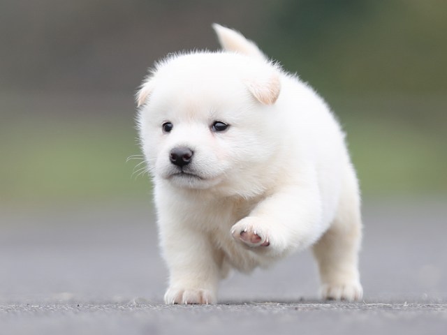 AI5I2877-puppy AI5I2877-puppy