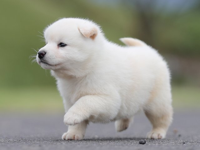 AI5I2902-puppy AI5I2902-puppy