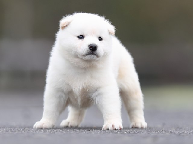 AI5I2907-puppy AI5I2907-puppy