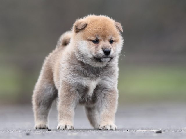 AI5I3132-puppy AI5I3132-puppy