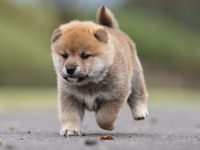 AI5I3162-puppy AI5I3162-puppy