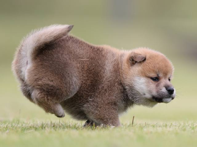 AI5I3177-puppy AI5I3177-puppy
