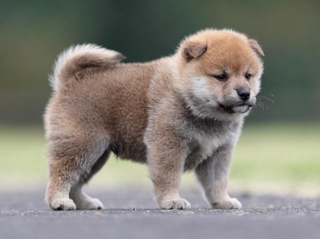 AI5I3240-puppy AI5I3240-puppy