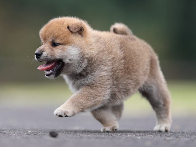 AI5I3263-puppy AI5I3263-puppy