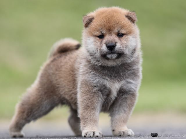 AI5I3289-puppy AI5I3289-puppy