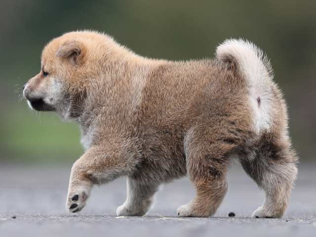 AI5I3309-puppy AI5I3309-puppy