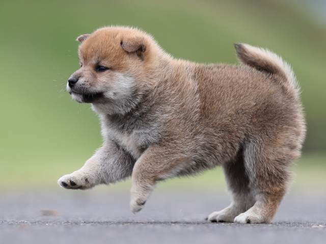 AI5I3346-puppy AI5I3346-puppy