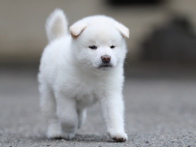 AI5I3427-puppy AI5I3427-puppy