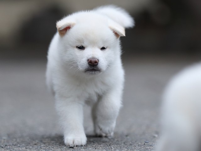 AI5I3437-puppy AI5I3437-puppy