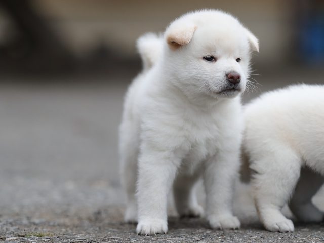 AI5I3466-puppy AI5I3466-puppy