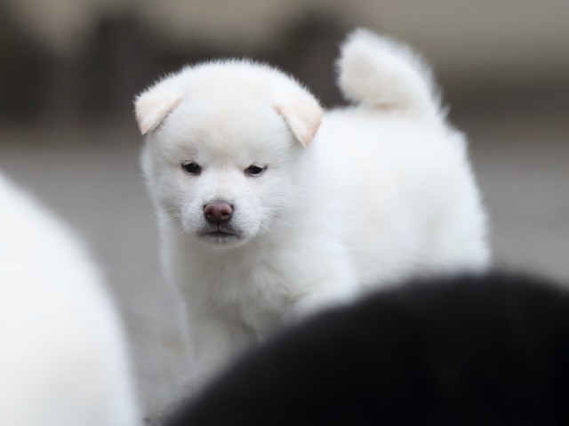 AI5I3473-puppy AI5I3473-puppy