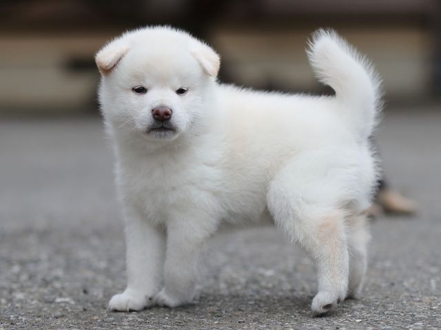 AI5I3488-puppy AI5I3488-puppy