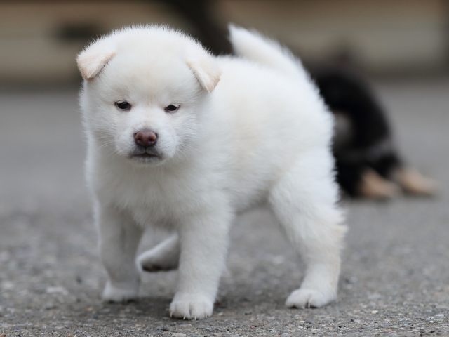 AI5I3489-puppy AI5I3489-puppy