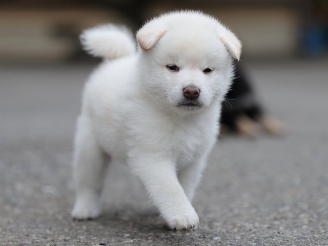 AI5I3498-puppy AI5I3498-puppy