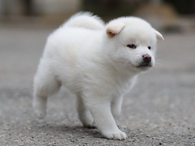 AI5I3528-puppy AI5I3528-puppy