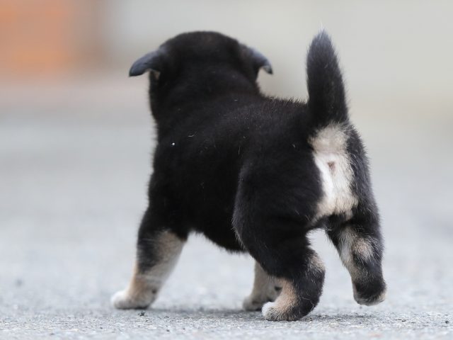 AI5I3537-puppy AI5I3537-puppy