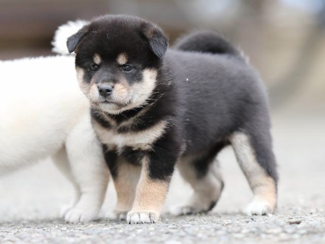 AI5I3561-puppy AI5I3561-puppy