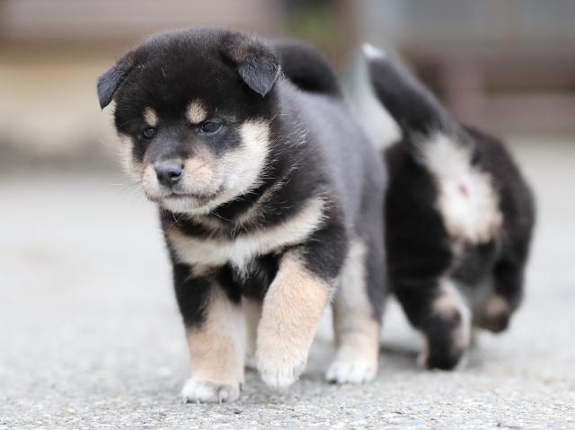 AI5I3591-puppy AI5I3591-puppy