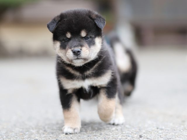 AI5I3595-puppy AI5I3595-puppy