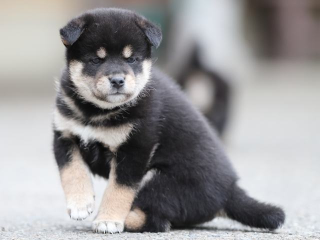 AI5I3683-puppy AI5I3683-puppy
