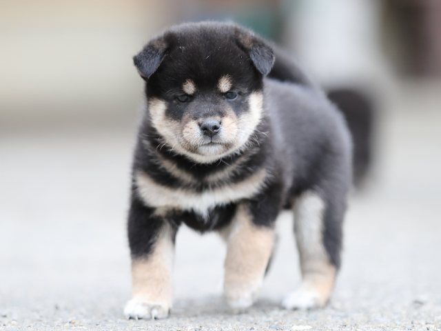 AI5I3686-puppy AI5I3686-puppy