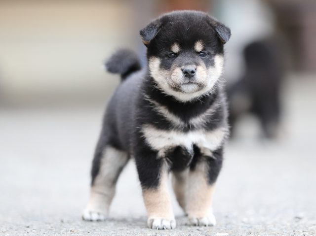 AI5I3697-puppy AI5I3697-puppy
